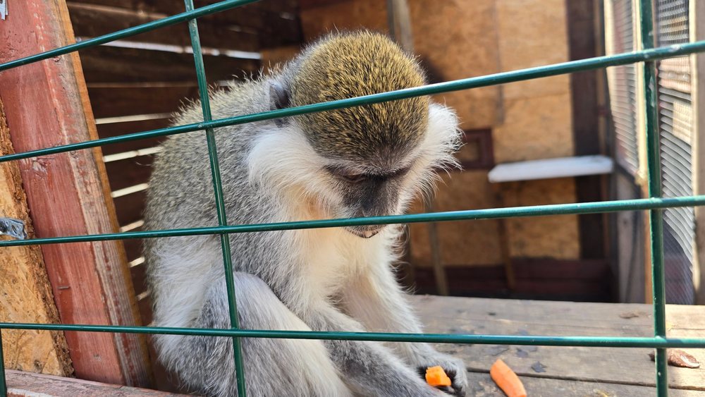 Ein abgegebener Affe frisst Karotten in seinem Gehege im Avelen Zoo Center in der Ukraine